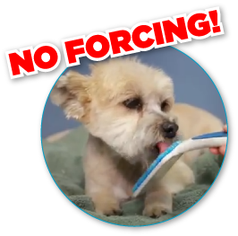no_forcing